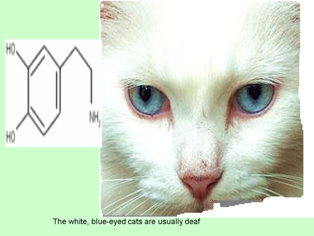 The white, blue-eyed cats are usually deaf